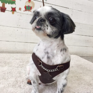 仕上がりシーズー