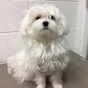 よろしくマルチーズ