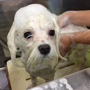 シャンプーマルチーズ