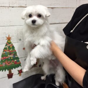 仕上がりマルチーズ