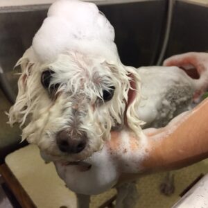 シャンプートイプー