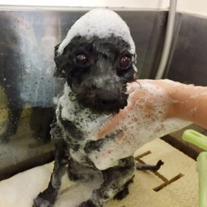 シャンプートイプー