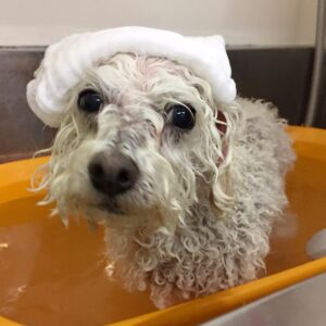 お風呂トイプー