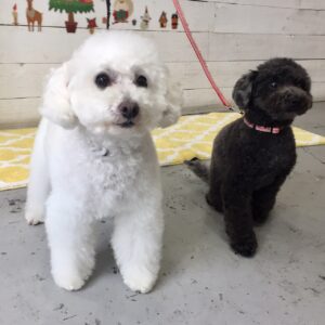 仕上がりトイプー