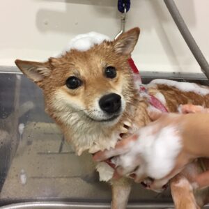 シャンプーしば