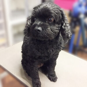 よろしくミックス