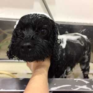 シャンプーミックス