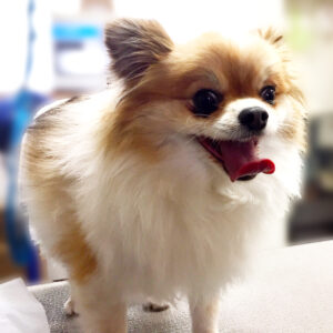 よろしくミックス