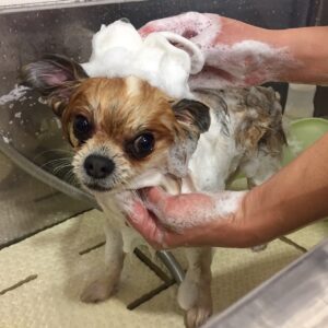 シャンプーミックス