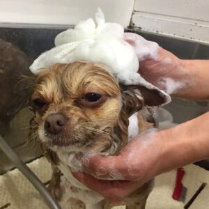 シャンプーチワワ