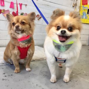 仕上がりミックス&チワワ