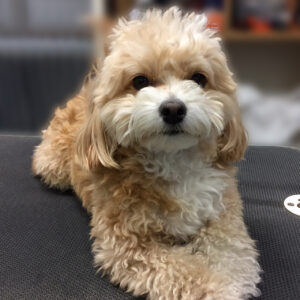 よろしくミックス