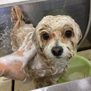 シャンプーミックス