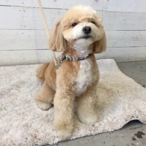 仕上がりミックス