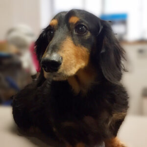 よろしくダックス