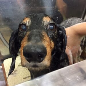 シャンプーダックス