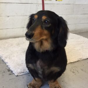 仕上がりダックス