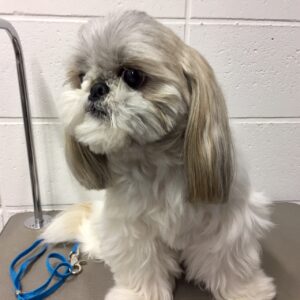 よろしくシーズー