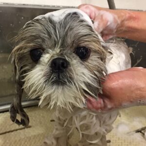 シャンプーシーズー