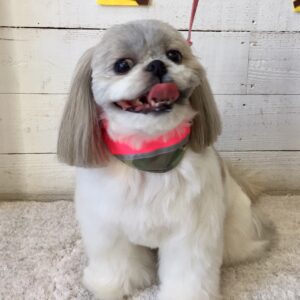 仕上がりシーズー