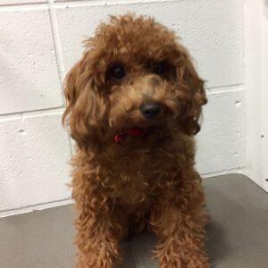 よろしくトイプー