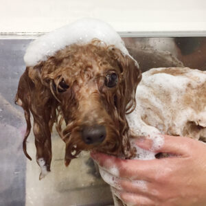 シャンプートイプー