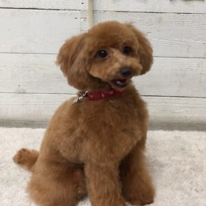 仕上がりトイプー