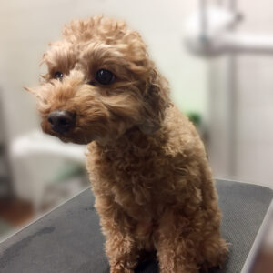 よろしくトイプー