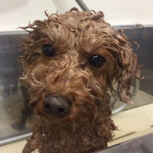 シャンプートイプー