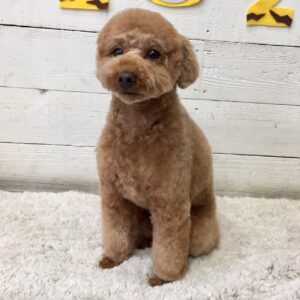 仕上がりトイプー