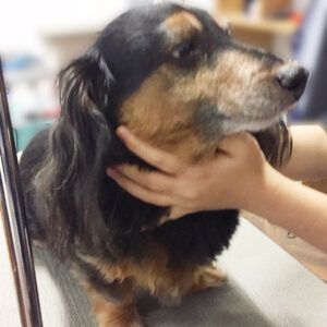 よろしくダックス