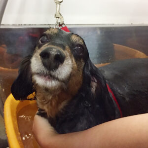 お風呂ダックス