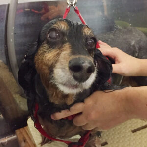 シャンプーダックス