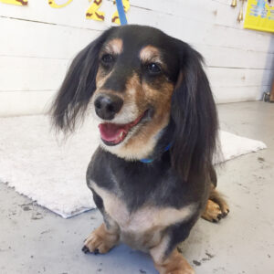 仕上がりダックス