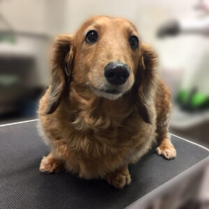 よろしくダックス