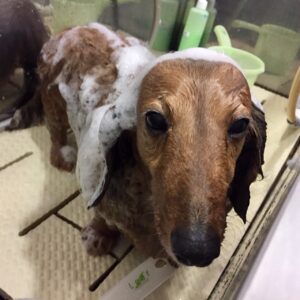 シャンプーダックス