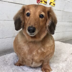 仕上がりダックス