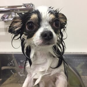 シャンプーチワワ