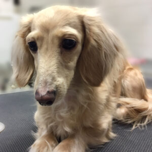 よろしくダックス