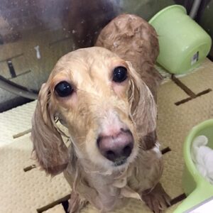 シャンプーダックス