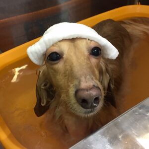 お風呂ダックス