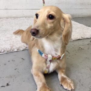 仕上がりダックス