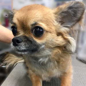 よろしくチワワ