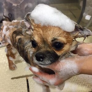 シャンプーチワワ