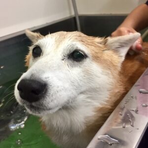 花ちゃんスパ中