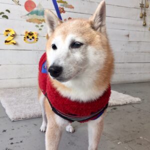 花ちゃん施術後