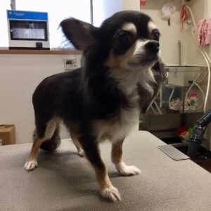 レアちゃんカット前