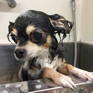 レアちゃんシャンプー中