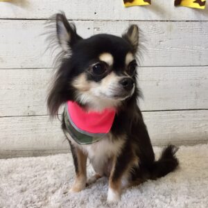 レアちゃん施術後