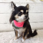 レアちゃんアイキャッチ